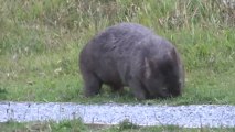 AUSTRALIE-Wilsons Promontory National Parc (suite): Et un autre wombats