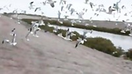Guy Gets Excited While Feeding Birds