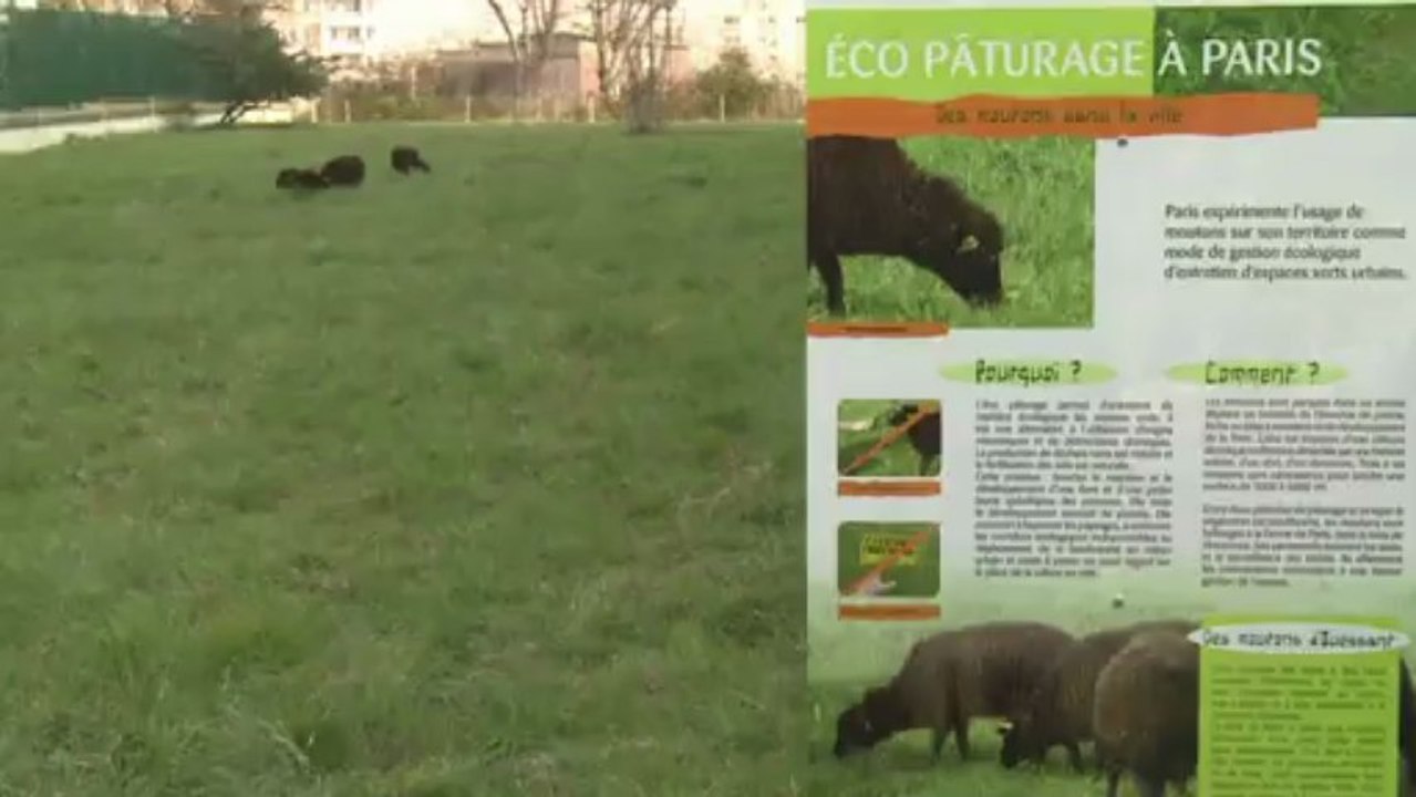 Tierische Rasenmäher erobern Paris