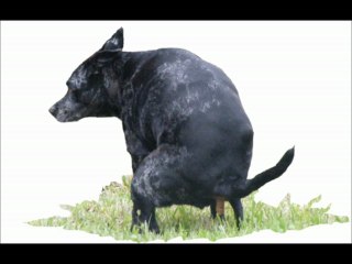 Dogmi Takes a Massive "Shit"