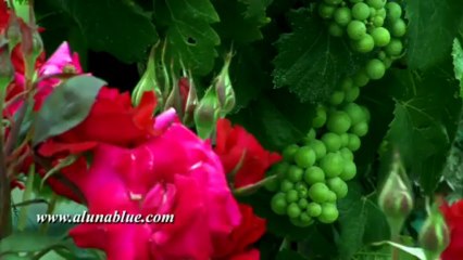 Stock Video - Wine Country 01 clip 06 - Stock Footage - Video Backgrounds