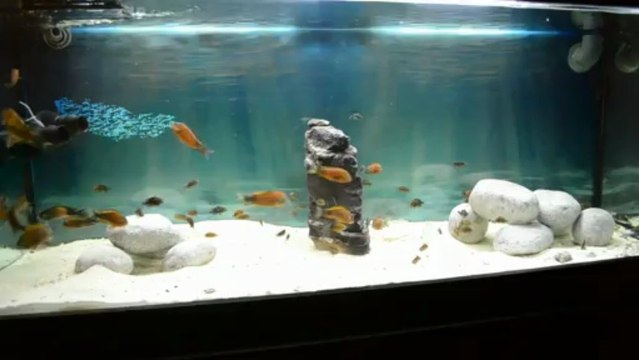 BEMBA GOLD DAMIZLARIM VE YAVRULARI.