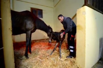 Taylar için doğum nöbeti