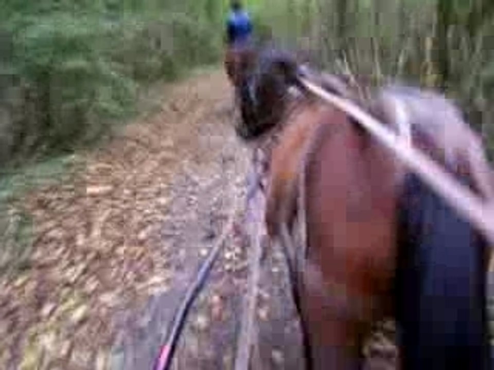 Course dans la forêt 2