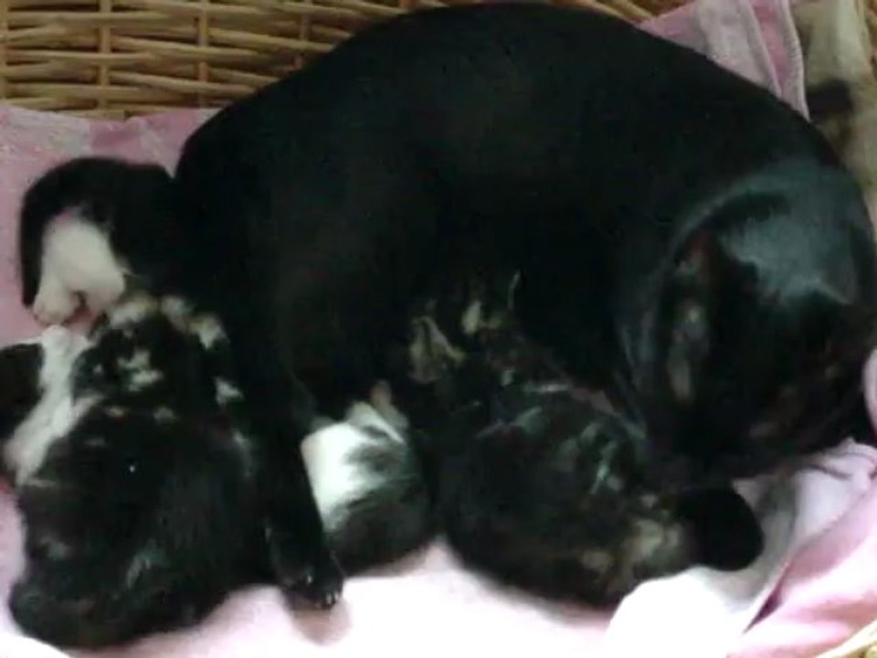 Minet et  se petits-2