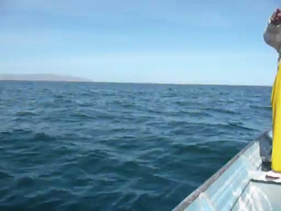 Avant la rencontre avec les baleines, les otaries