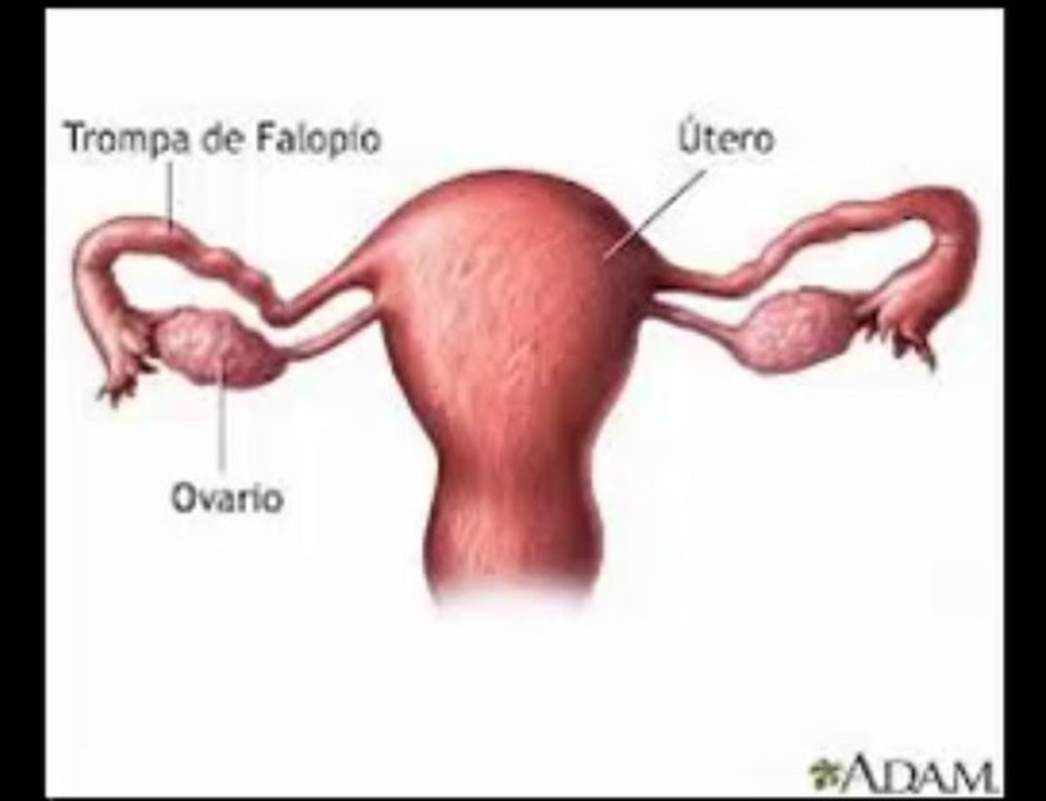 QUISTES EN EL OVARIO, SÍNTOMAS PARA DETECTARLO A TIEMPO