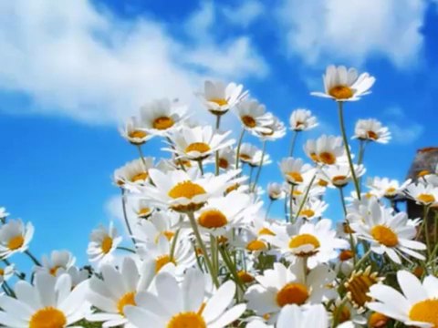 Zeki MÜREN - Ne olursun (Gel Gönlümü Yerden Yere Vurma Güzel)