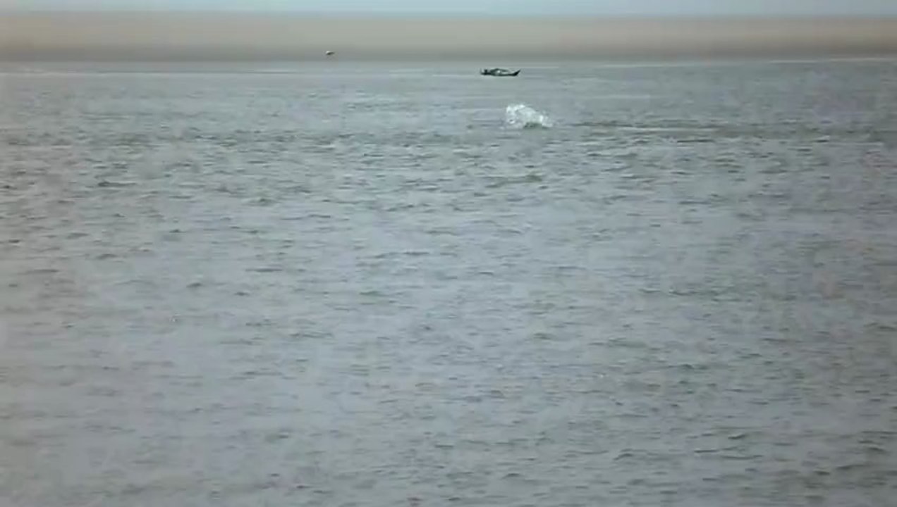 Phoques à Berck sur mer