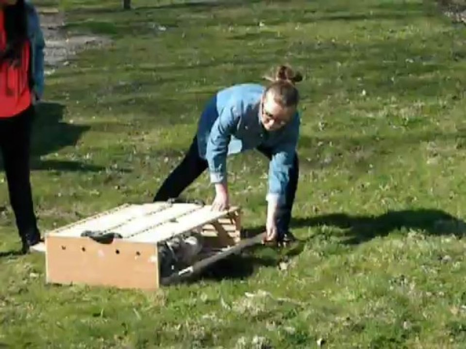 Entrainement de mes jeunes (pigeons)