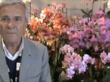 4ème exposition orchidées et chocolat  : Philippe Lecoufle est à La Capelle !