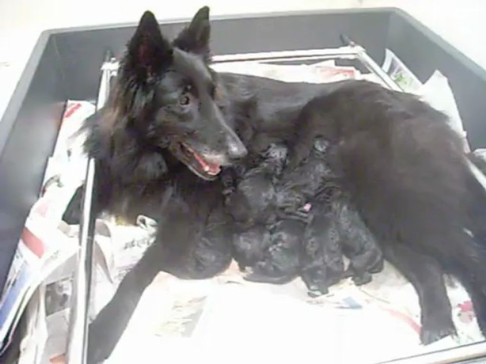 20 avril 2013 : naissance chiots Celtic