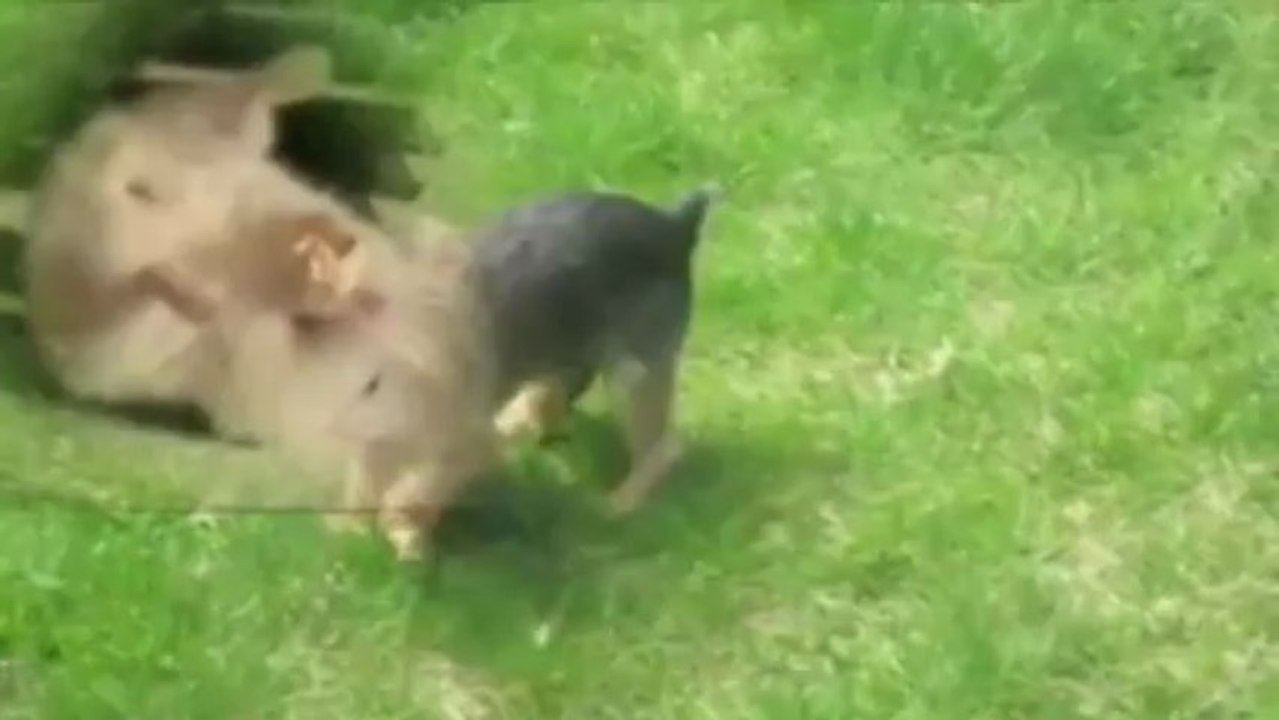 Hors-série - Parodie des Champs Élysés par Olivier