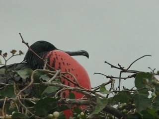 Equateur, le littoral d'Ayampe et Puerto Lopez en passant par l'Isla de la Plata