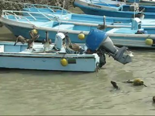 L'Archipel des Galapagos