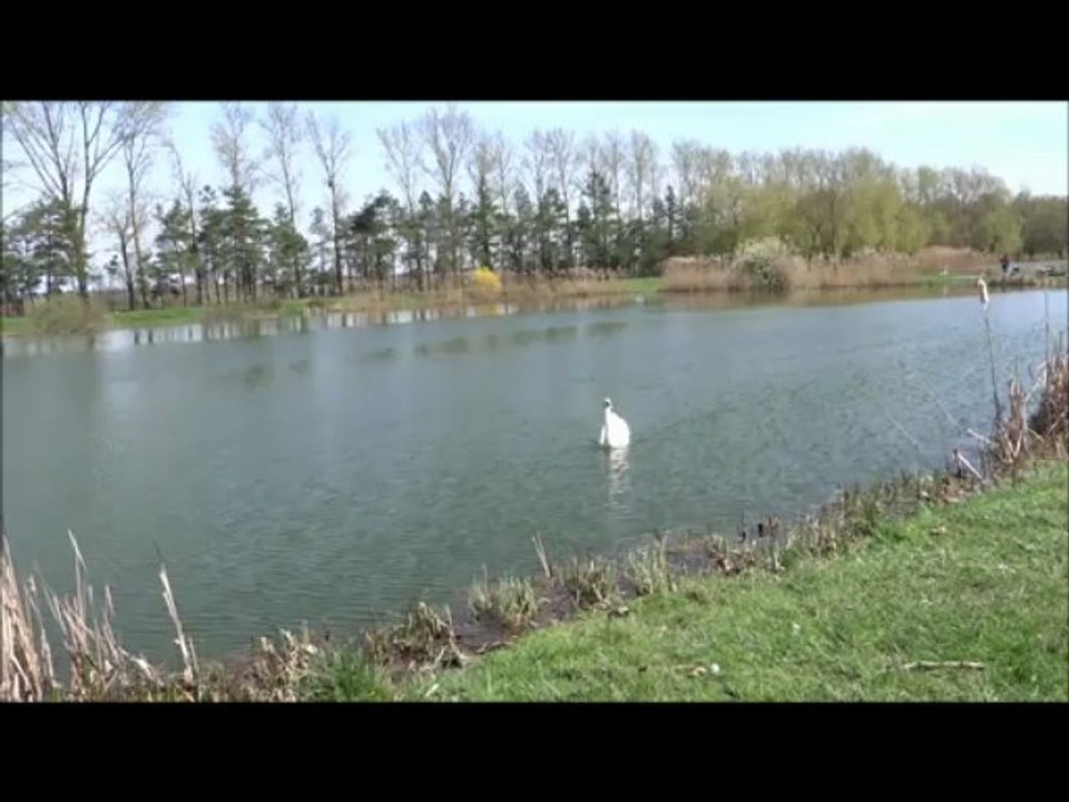 LES CYGNES