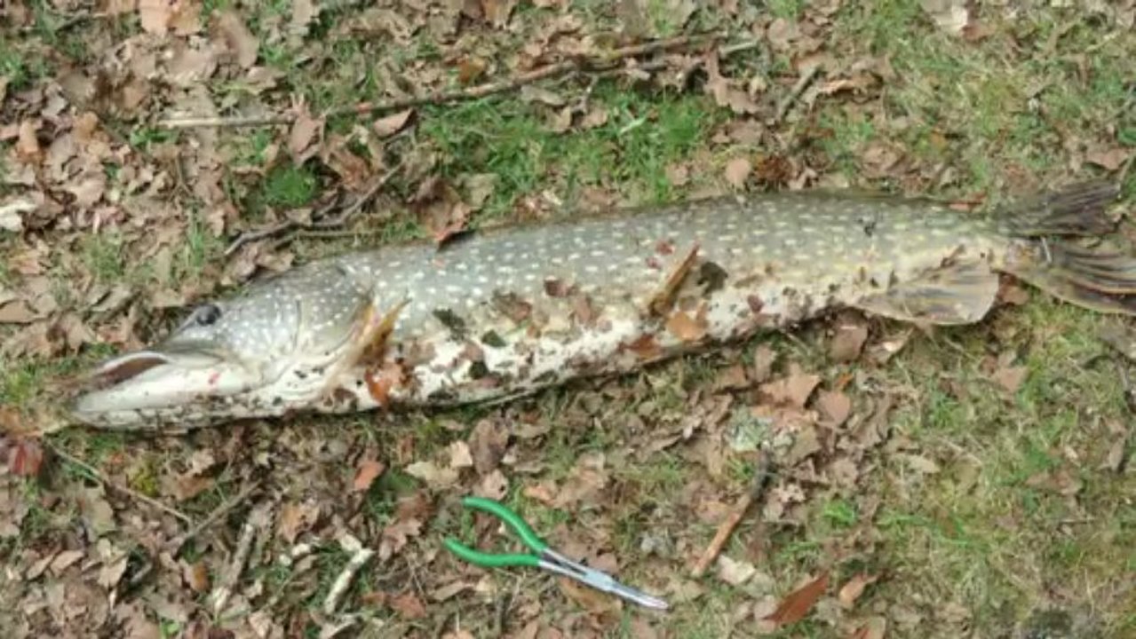 Remise à l'eau d'un brochet de 96 cm pris au Stickbait en surface