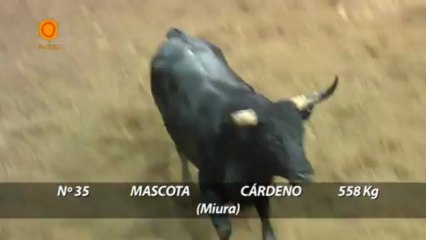 SORTEO CORRIDA DE MIURA