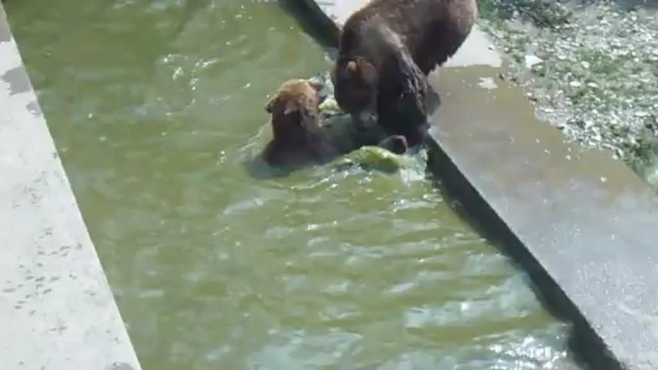 Des ours joueurs