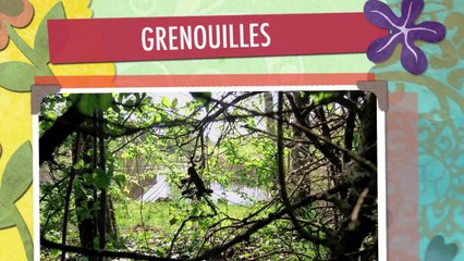 GRENOUILLES