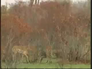 CHEETAH VS HYENA VS DEER - AND THE WINNER IS ...THE DEER !