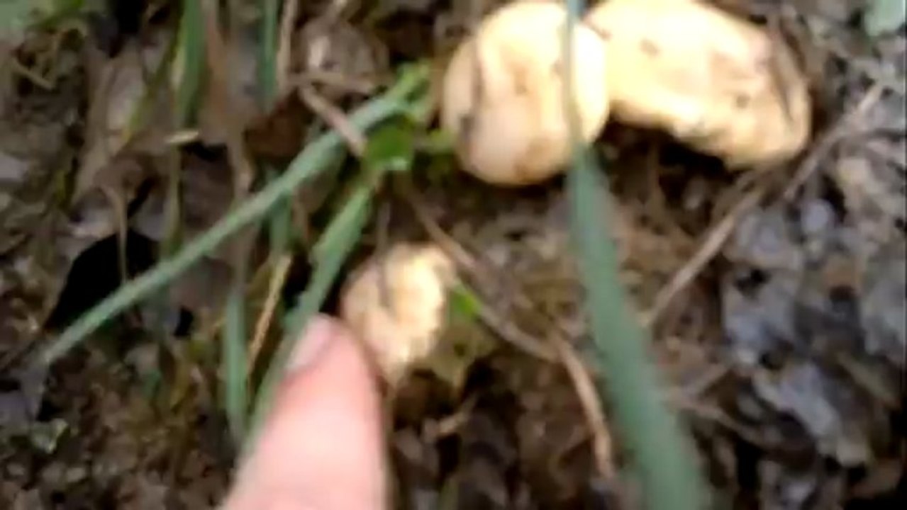2013 biberlice mantar video Sakarya çilekli köyü