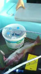 Antalya jig ile Sinarit avı