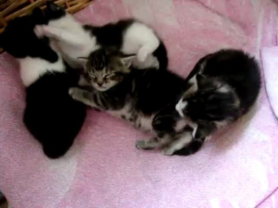 chaton