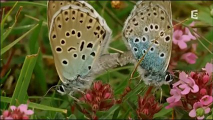 Papillons