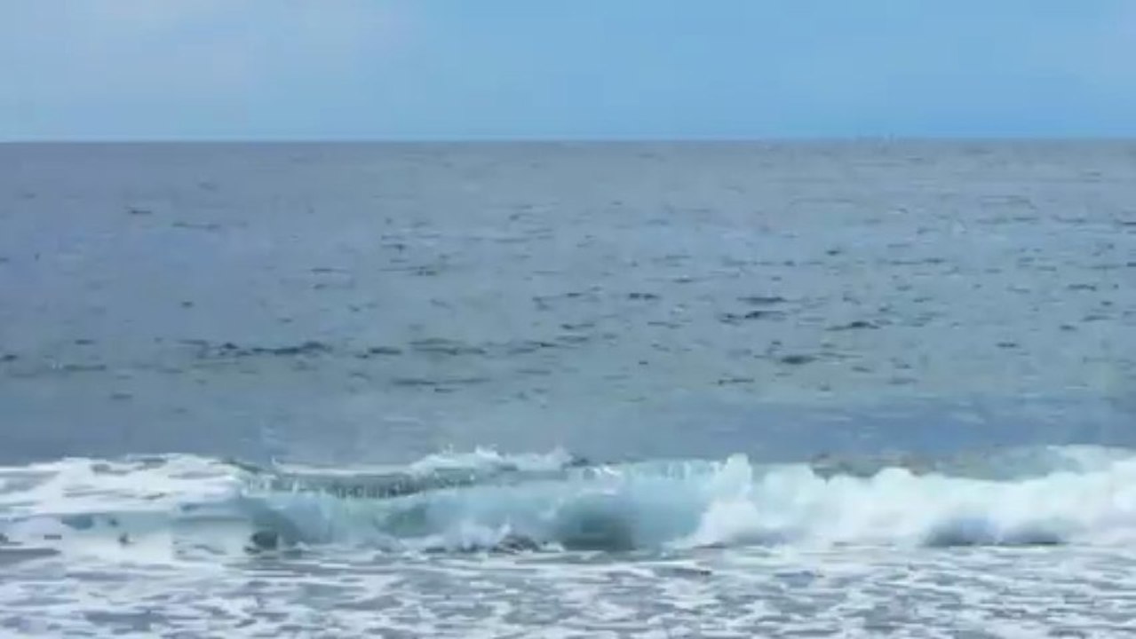 dauphins