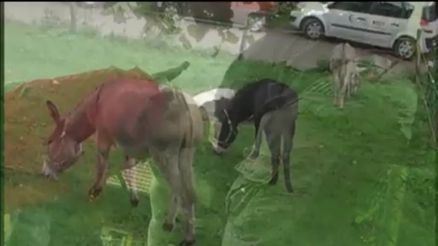 soins aux anes 2013 Fest âne Concours vidéo