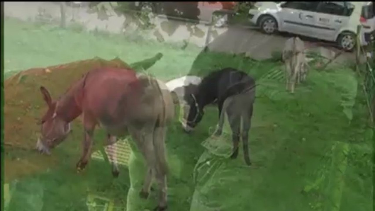 soins aux anes 2013 Fest âne Concours vidéo