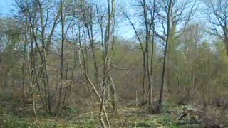 Le chant du Coucou en Forêt de Sénart - Draveil