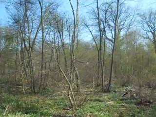 Le chant du Coucou en Forêt de Sénart - Draveil