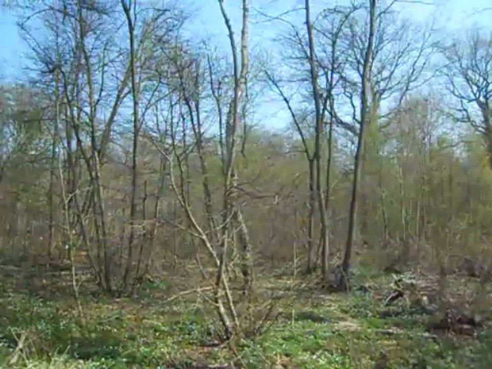 Le chant du Coucou en Forêt de Sénart - Draveil