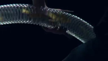 Power Projection Tube - Universal Effects