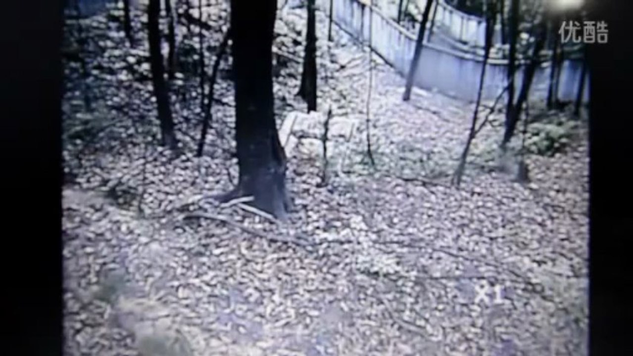 Giant Panda Trying to get Away From China Earthquake
