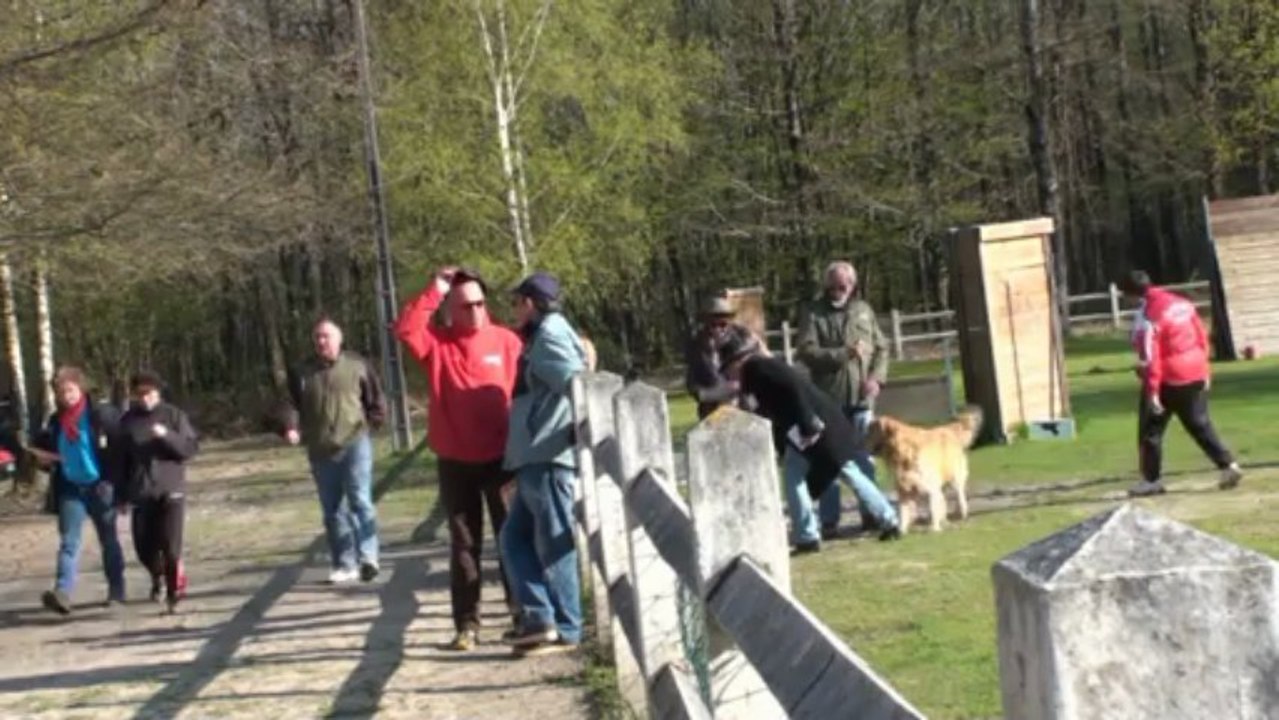 Eclair en concours d'obéissance