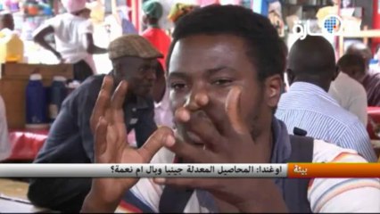 اوغندا : المحاصيل المعدلة جينيا وبال ام نعمة؟