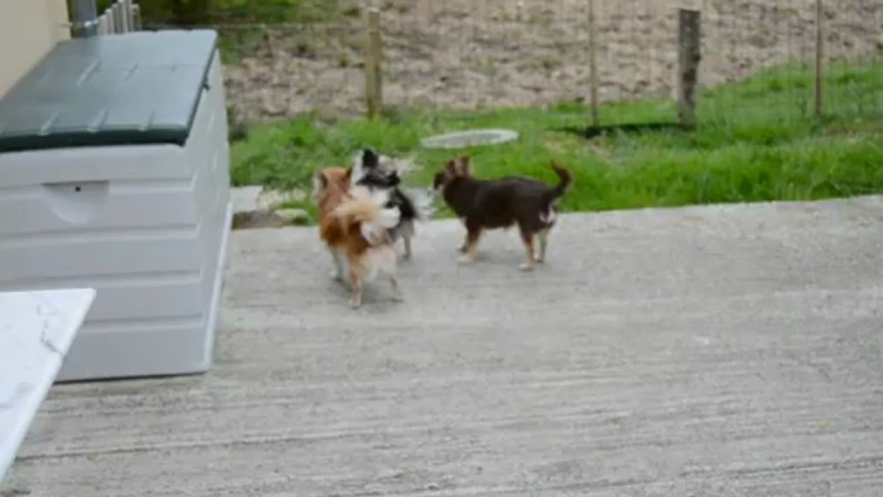 3 chichis jouent à la bagarre