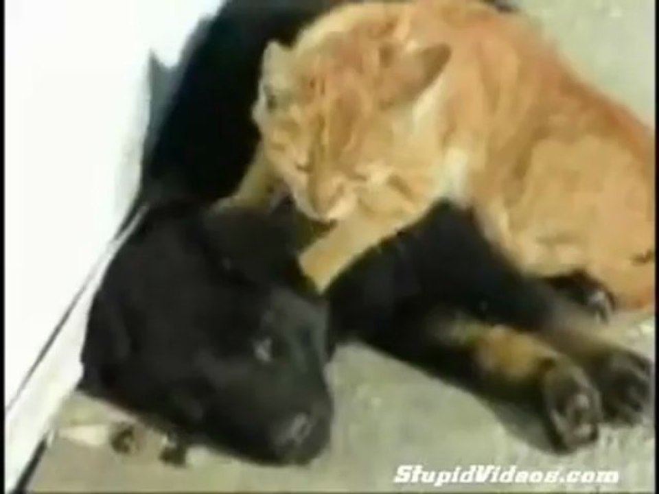 Cat Massage Dog
