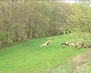 Στα 5,50 με 6,00 ευρώ το αρνί στους κρεοπώλες.