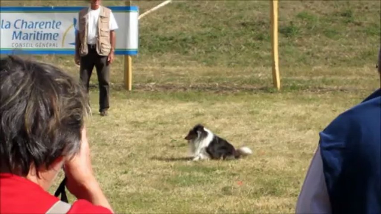 2012.09.29 - Concours Obéissance - Cabariot - Dowl'Us du Royaume d'Angélique