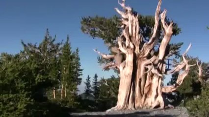 Le pin de Bristlecone Mathusalem est le plus vieil être vivant