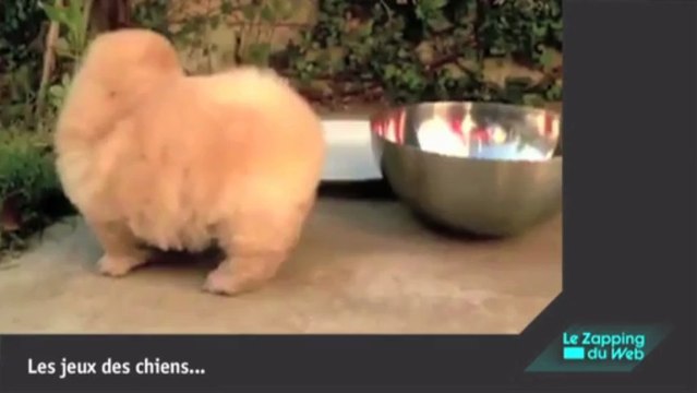 Le Zapping Web, avec un drôle d'engin qui roule, vole et surf sur l'eau!