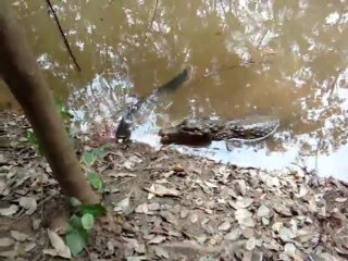 Quand un crocodile mord une anguille électrique