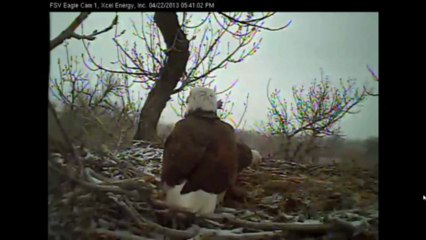 Fort St. Vrain Eagles Monday April 22. Mom and Dad disagree over stick placement.