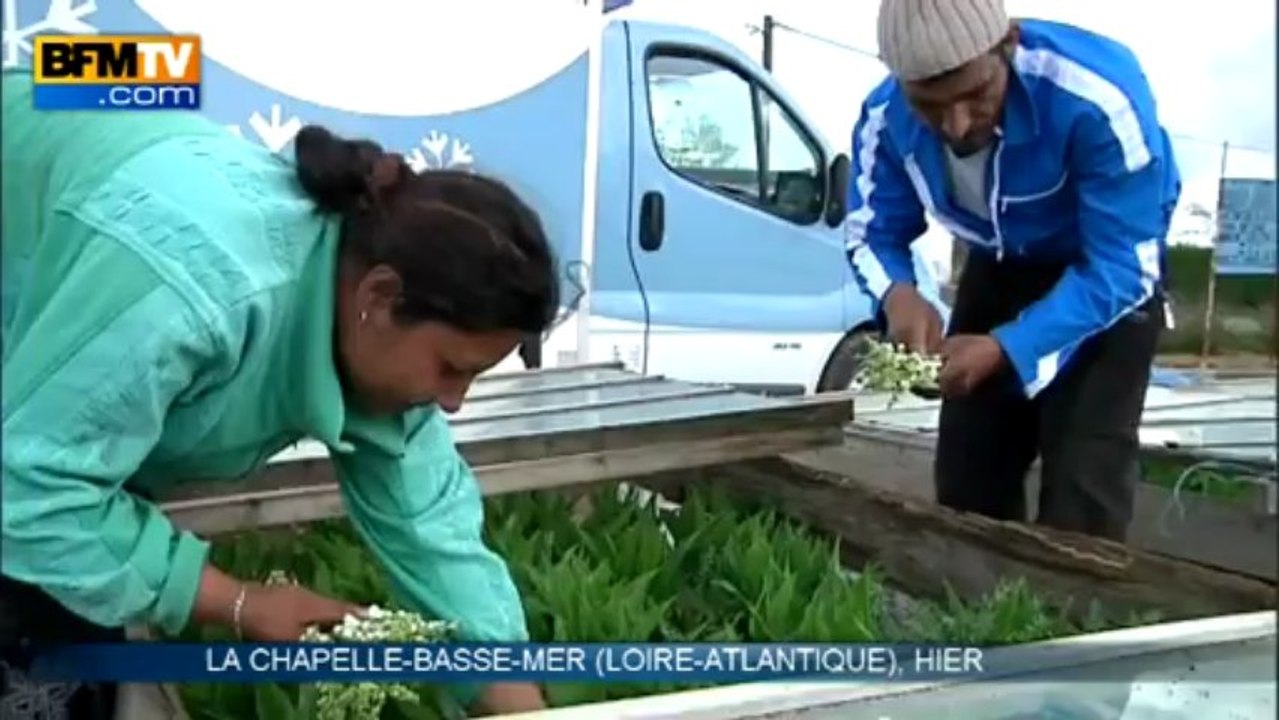1er mai: le muguet prêt  juste à temps - 24/04