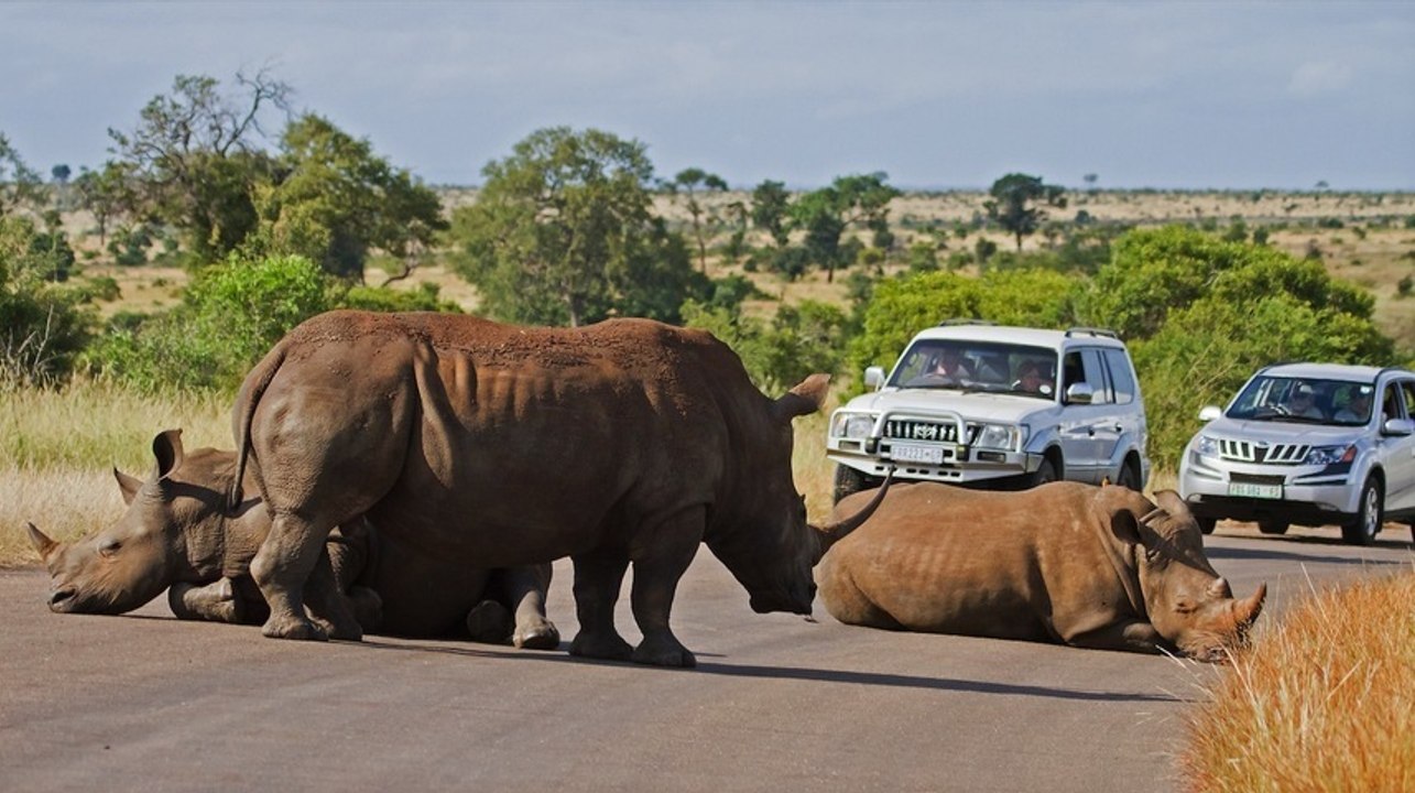 The Rhino Traffic Jam