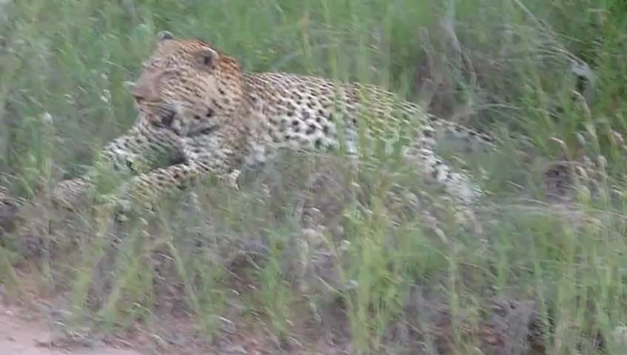 Léopard en Afrique du sud | Meltour